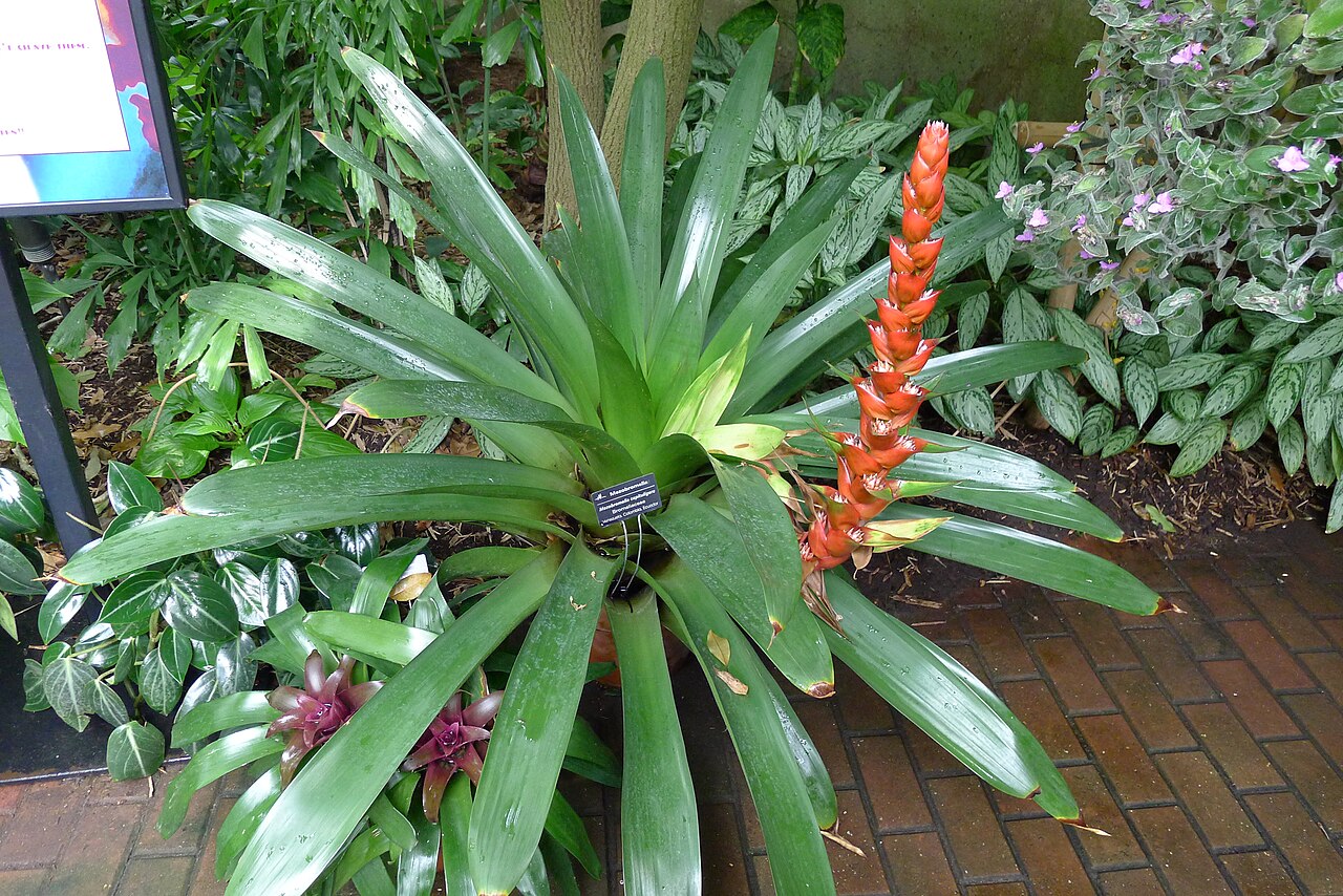 Cipuropsis capituligera: Mezobromelia capituligera in the Boltz Conservatory of Olbrich Botanical Gardens in Madison, Wisconsin