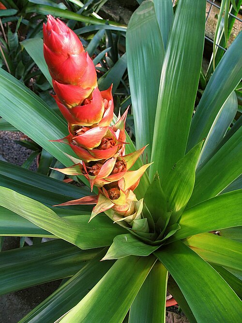 Cipuropsis capituligera: Mezobromelia capituligera in cultivation at the Botanical Garden of Heidelberg, Germany.