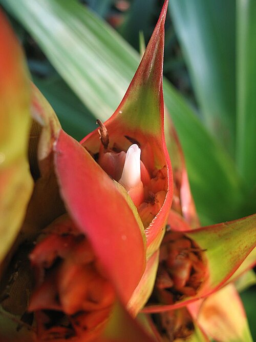 Cipuropsis capituligera: Mezobromelia capituligera in cultivation at the Botanical Garden of Heidelberg, Germany.