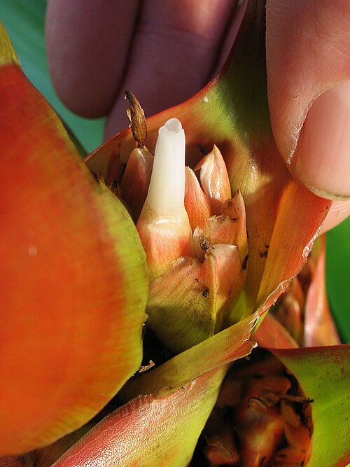 Cipuropsis capituligera: Mezobromelia capituligera in cultivation at the Botanical Garden of Heidelberg, Germany.