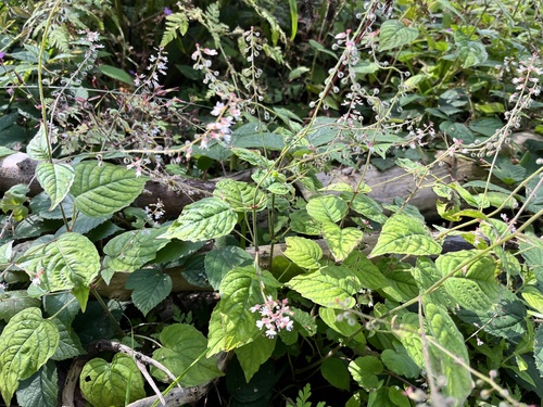 Broadleaf enchanter's nightshade (Circaea lutetiana)