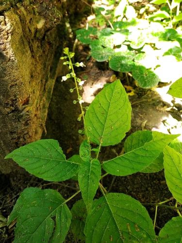 Broadleaf enchanter's nightshade (Circaea lutetiana)