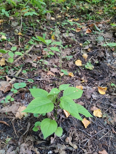 Broadleaf enchanter's nightshade (Circaea lutetiana)