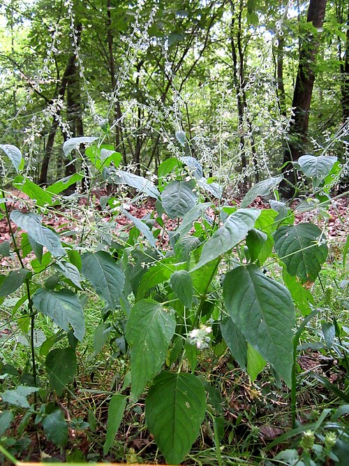 Broadleaf enchanter's nightshade: Großes Hexenkraut ( Circaea lutetiana ) im Schwetzinger Hardt
