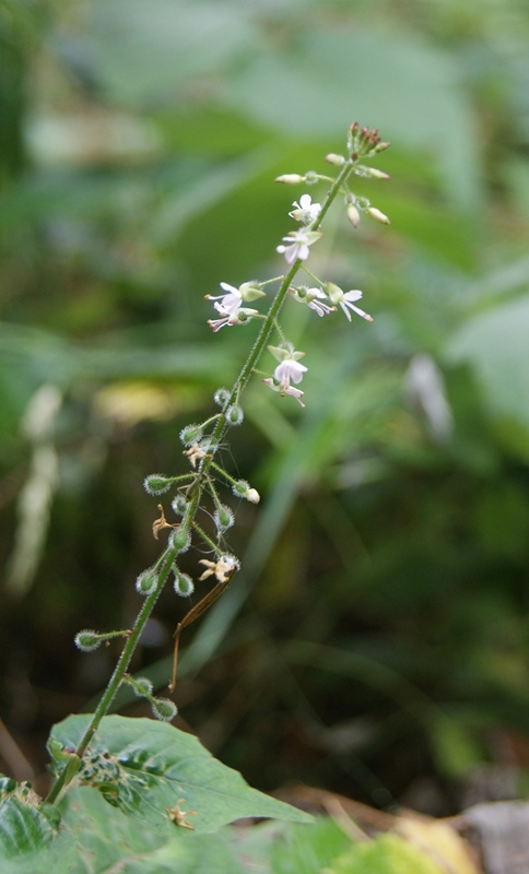 Broadleaf enchanter's nightshade: Circaea lutetiana