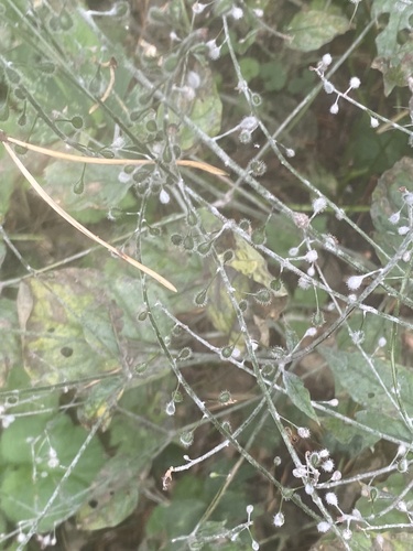 Broadleaf enchanter's nightshade (Circaea lutetiana)