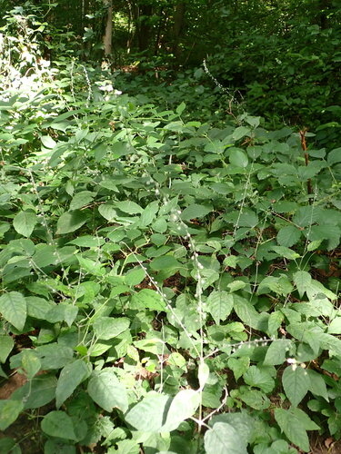 Broadleaf enchanter's nightshade (Circaea lutetiana)