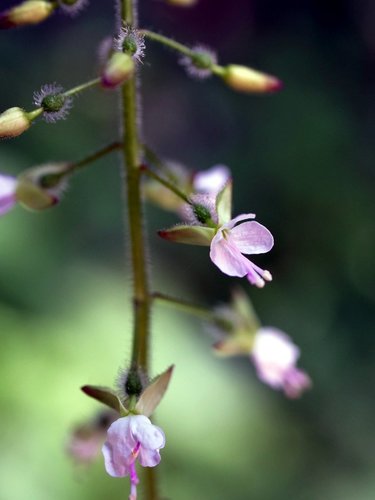 Broadleaf enchanter's nightshade (Circaea lutetiana)