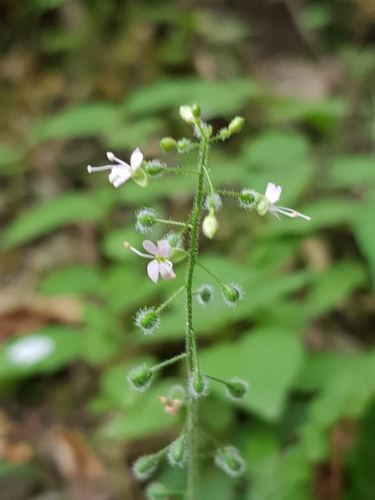 Broadleaf enchanter's nightshade