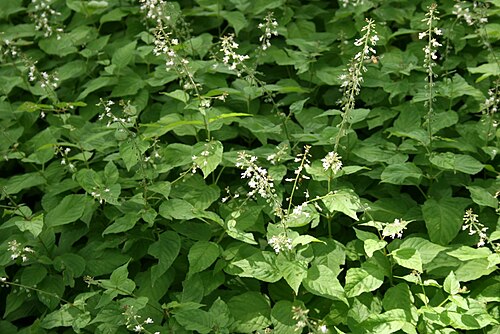 Broadleaf enchanter's nightshade: Circaea lutetiana: Habit.