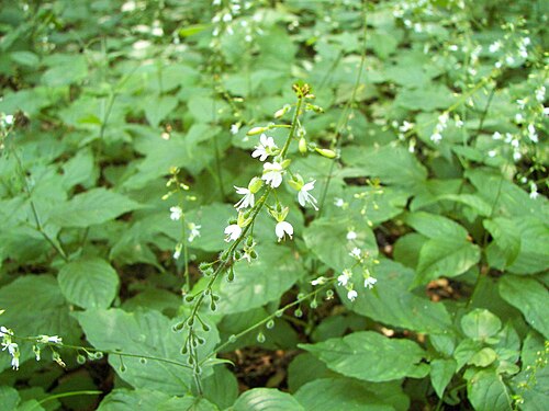 Broadleaf enchanter's nightshade: Gewöhnliches Hexenkraut ( Circaea lutetiana ), Wald im Bergpark Wilhelmshöhe bei Kassel. Höhe ca. 350m.