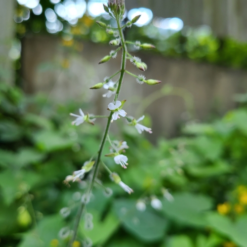 Broadleaf enchanter's nightshade (Circaea lutetiana)
