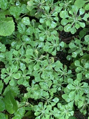 Circaeaster agrestis (Circaeaster agrestis)