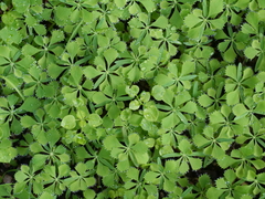 Circaeaster agrestis (Circaeaster agrestis)