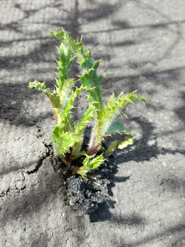 Creeping thistle (Cirsium arvense)