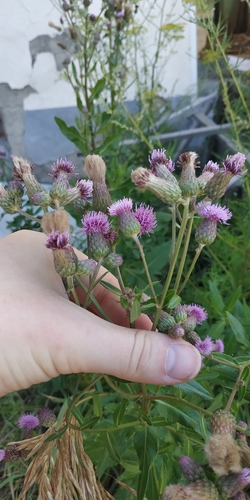 Creeping thistle (Cirsium arvense)