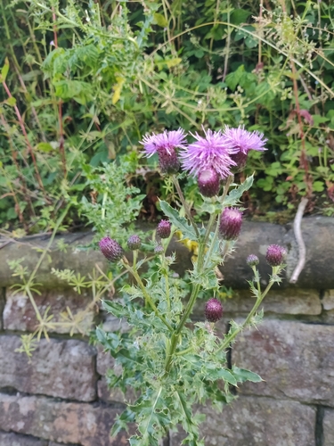 Creeping thistle (Cirsium arvense)
