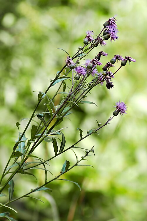 Creeping thistle: This image shows a Creeping Thistle ( Cirsium arvense ).