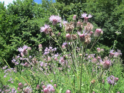 Creeping thistle: Acker-Kratzdistel ( Cirsium arvense ) an der Saaraue Güdingen