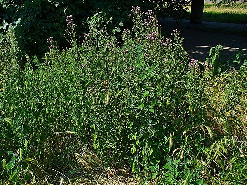 Creeping thistle: Cirsium arvense , Asteraceae, Creeping Thistle, habitus; Karlsruhe, Germany.