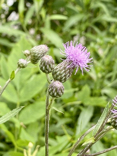 Creeping thistle (Cirsium arvense)