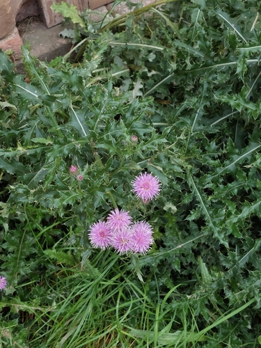 Creeping thistle (Cirsium arvense)