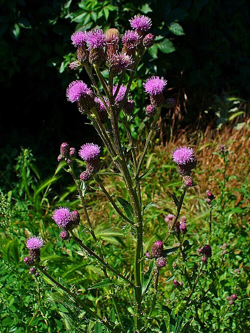 Creeping thistle: Cirsium arvense , Asteraceae, Creeping Thistle, inflorescences; Karlsruhe, Germany.