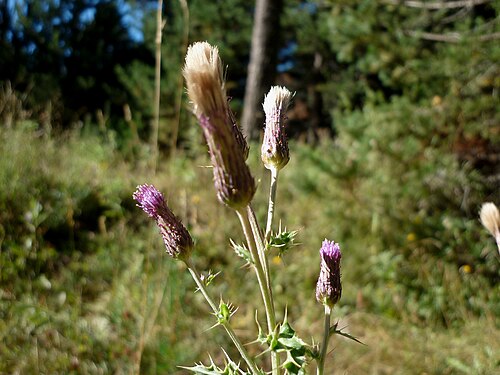 Creeping thistle: Cirsium arvense . In the Cadinell (Josa i Tuixèn-Alt Urgell-Catalunya). To 1.705 m. altitude