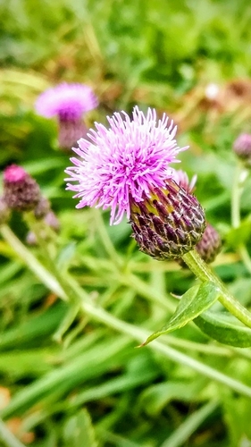 Creeping thistle (Cirsium arvense)