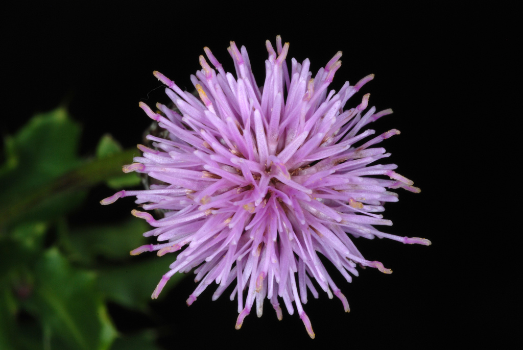 Creeping thistle (Cirsium arvense)