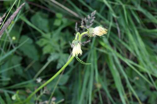 Yellow melancholy thistle (Cirsium erisithales)