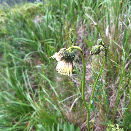 Yellow melancholy thistle (Cirsium erisithales)
