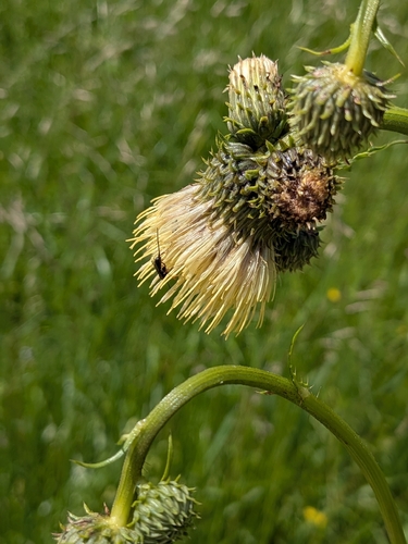 Yellow melancholy thistle (Cirsium erisithales)