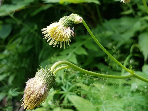Yellow melancholy thistle (Cirsium erisithales)