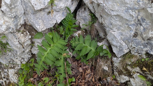 Yellow melancholy thistle (Cirsium erisithales)