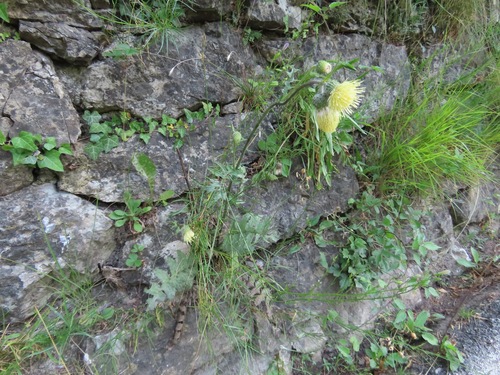 Yellow melancholy thistle (Cirsium erisithales)