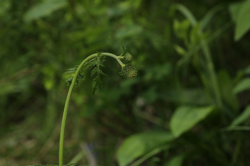 Yellow melancholy thistle (Cirsium erisithales)