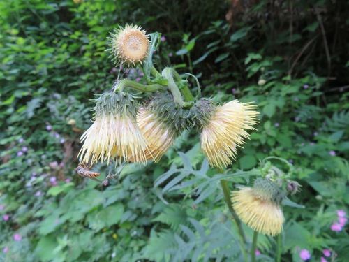 Yellow melancholy thistle (Cirsium erisithales)
