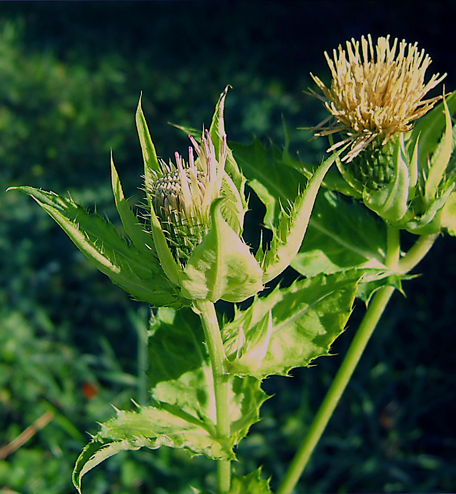 Cabbage thistle: common sow thistle