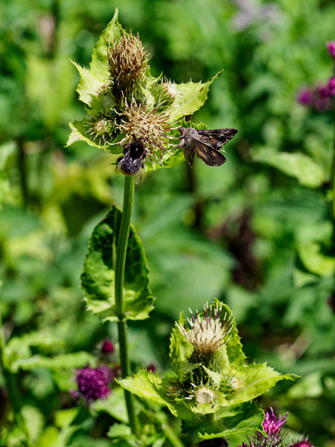 Cabbage thistle (Cirsium oleraceum)