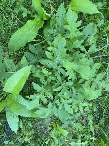 Cabbage thistle (Cirsium oleraceum)