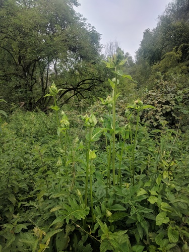 Cabbage thistle (Cirsium oleraceum)