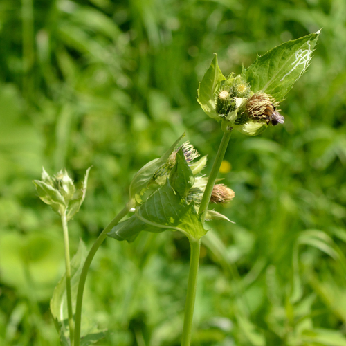 Cabbage thistle (Cirsium oleraceum)