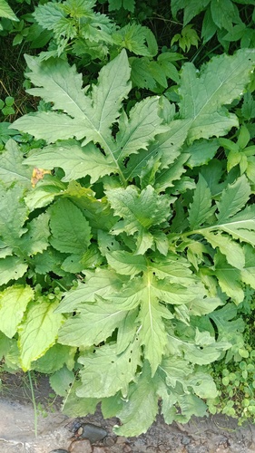 Cabbage thistle (Cirsium oleraceum)