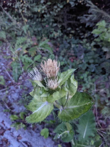 Cabbage thistle (Cirsium oleraceum)