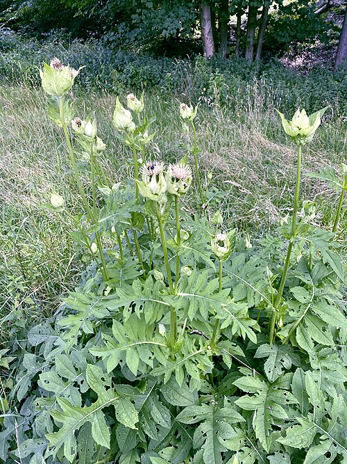 Cabbage thistle: Kohldistel (Cirsium oleraceum) - Naturschutzgebiet Orchideenwiese bei Heintjeshammer (Wermelskirchen (RBK))