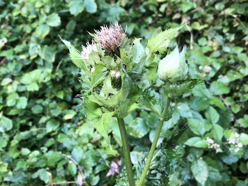 Cabbage thistle