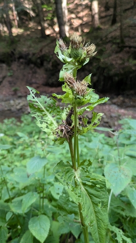 Cabbage thistle (Cirsium oleraceum)