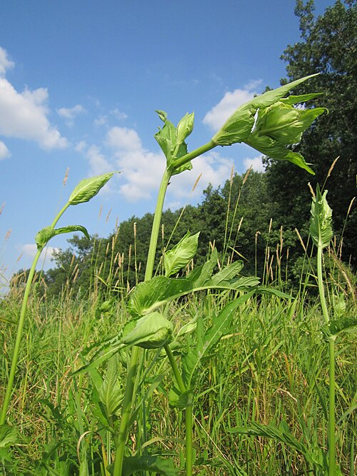 Cabbage thistle: Kohldistel ( Cirsium oleraceum ) im Hockenheimer Rheinbogen