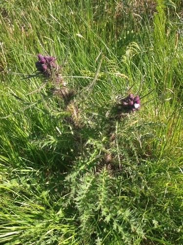 Marsh thistle (Cirsium palustre)